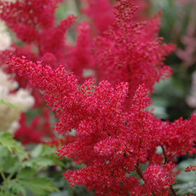 Montgomery Japanese Astilbe #2 gallon pot