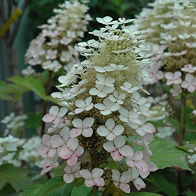 Alice Hydrangea #3 gallon pot