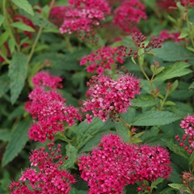 Neon Flash Spirea #3 gallon pot