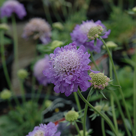 Blue Note Pincushion Flower 4.25"/quart pot