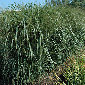 Thundercloud Switch Grass #5 gallon pot