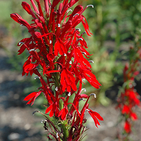 Cardinal Flower #1 gallon pot