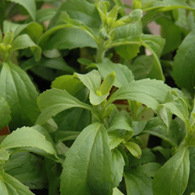 Sweetleaf 3.25"/pint pot - Chef Jeff