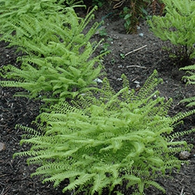 Western Maidenhair Fern #1 gallon pot
