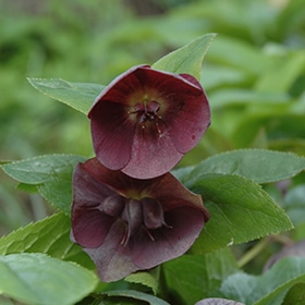 Royal Heritage Hellebore #1 gallon pot