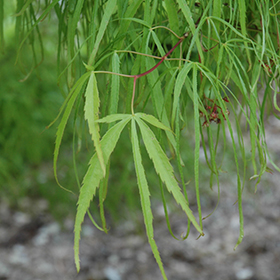 Koto No Ito Japanese Maple #6 gallon pot