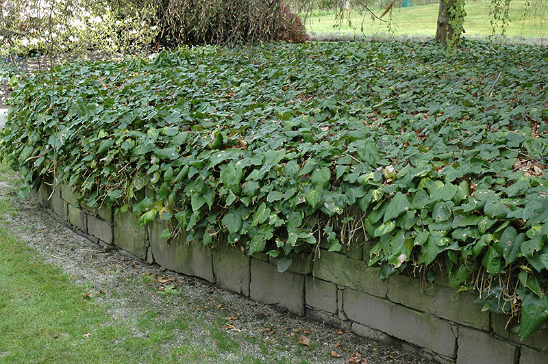 Ivy