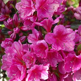 Girard's Purple Azalea #6 gallon pot