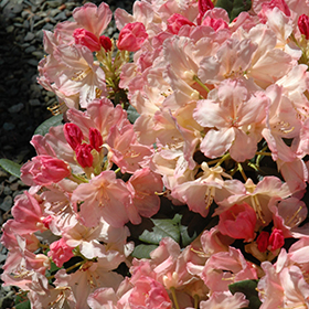 Percy Wiseman Rhododendron #1 gallon pot