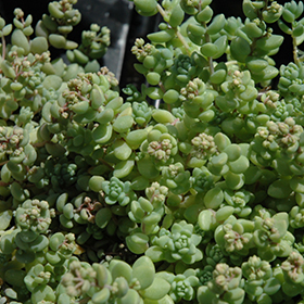 Corsican Stonecrop 3.25"/pint pot