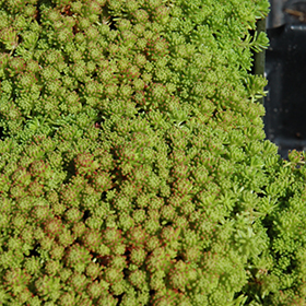 Mossy Stonecrop 3.25"/pint pot