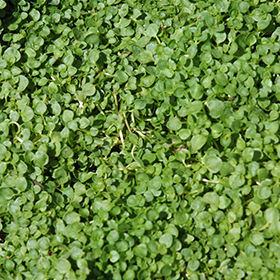 Corsican Mint 3.25"/pint pot