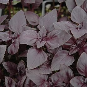 Red Rubin Basil 3.25"/pint pot - Chef Jeff