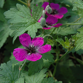 Dragon Heart Cranesbill #2 gallon pot