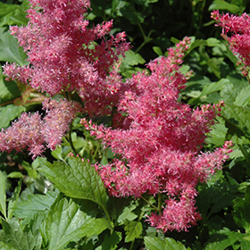 Younique Cerise Astilbe #1 gallon pot