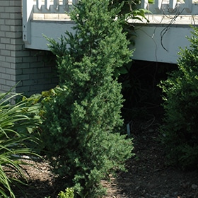 Citation Yew #7 gallon pot - 24" height