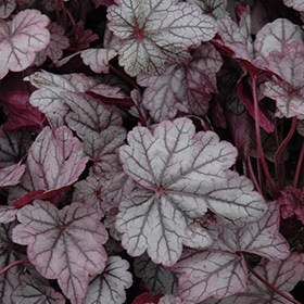 Sugar Plum Coral Bells #1 gallon pot