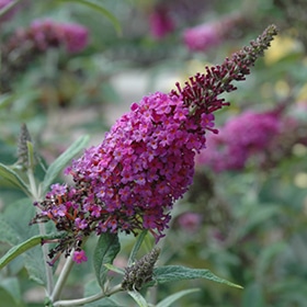 Miss Ruby Butterfly Bush #2 gallon pot - Proven Winners