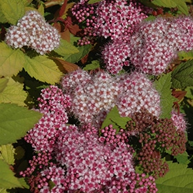 Double Play Big Bang Spirea #3 gallon pot - Proven Winners