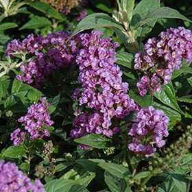 Lo & Behold Purple Haze Butterfly Bush #2 gallon pot - Proven Winners