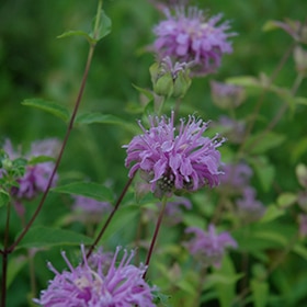 Wild Beebalm #1.5 gallon pot
