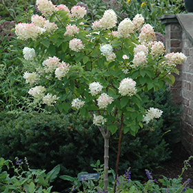 Limelight Hydrangea (tree form) #10 gallon pot - Proven Winners