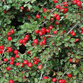Cranberry Cotoneaster #2 gallon pot