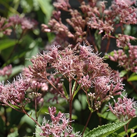Phantom Joe Pye Weed #1.5 gallon pot