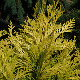 Forever Goldy Arborvitae #3 gallon pot