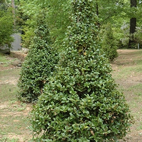Castle Spire Meserve Holly #5 gallon pot - Proven Winners