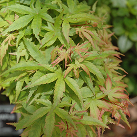 Sharp's Pygmy Japanese Maple #3 gallon pot