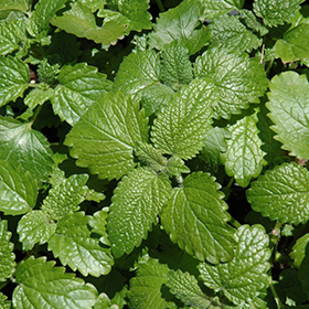 Lemon Balm 3.25"/pint pot - Chef Jeff