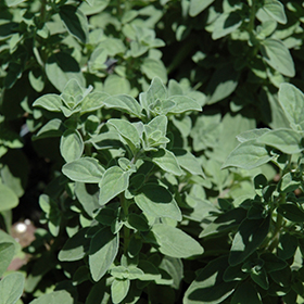 Italian Oregano 3.25"/pint pot - Chef Jeff