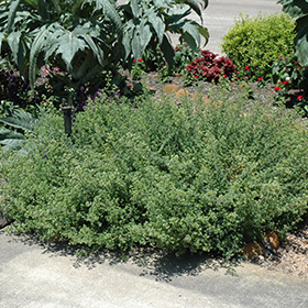 Mexican Oregano 3.25"/pint pot - Chef Jeff