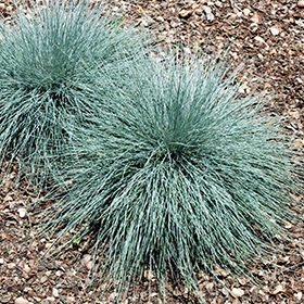 Beyond Blue Blue Fescue #1 gallon pot