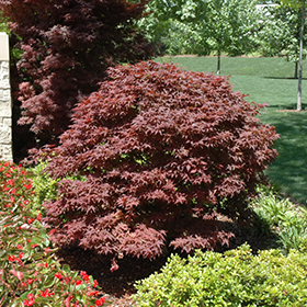 Rhode Island Red Japanese Maple #3 gallon pot