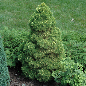 Rainbow's End Spruce #3 gallon pot