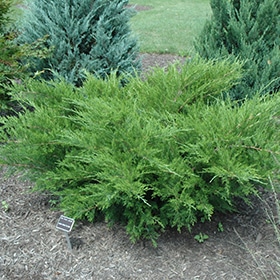 Sea Green Juniper #5 gallon pot - 18" spread