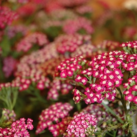 New Vintage Violet Yarrow #1 gallon pot