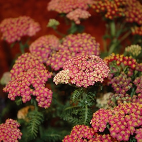 New Vintage Rose Yarrow 4.25"/quart pot