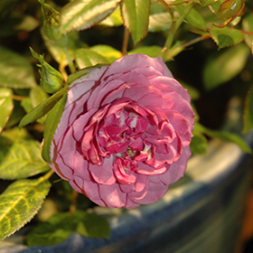 Lavender Veranda Rose #3 gallon pot