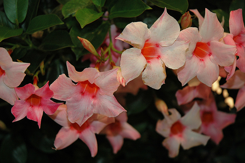 Mandevilla