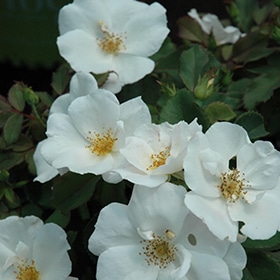 White Knock Out Rose #3 gallon pot - Knock Out