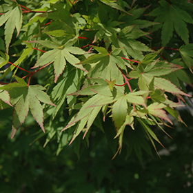 Tobiosho Japanese Maple #6 gallon pot