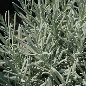 Phenomenal Lavender 6" pot - Stone Cottage farm