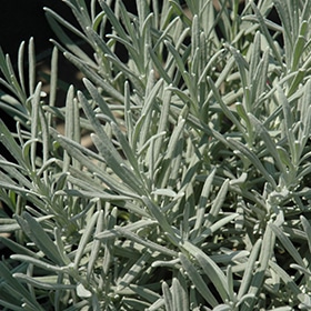 Phenomenal Lavender #1 gallon pot