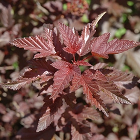 Lady In Red Ninebark #3 gallon pot
