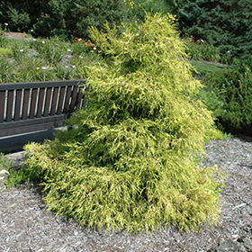 Lemon Thread Falsecypress #3 gallon pot