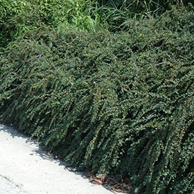 Tom Thumb Cotoneaster #2 gallon pot