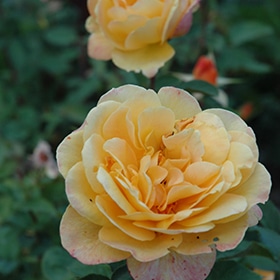 Strike It Rich Rose #3 gallon pot